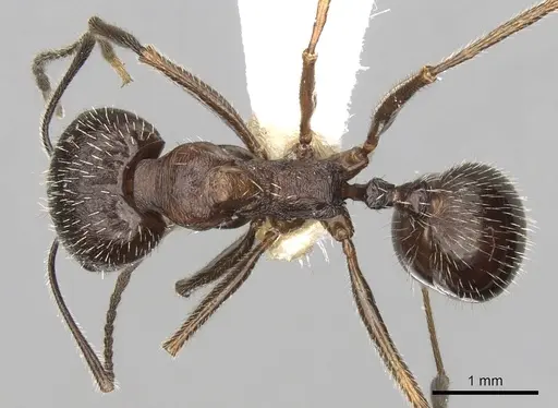 Aphaenogaster striativentris specimen