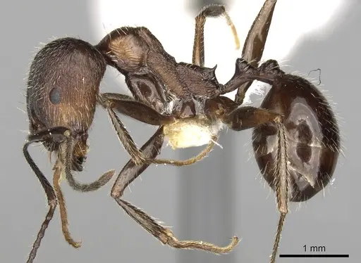 Aphaenogaster striativentris specimen