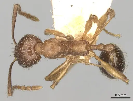 Aphaenogaster strioloides specimen
