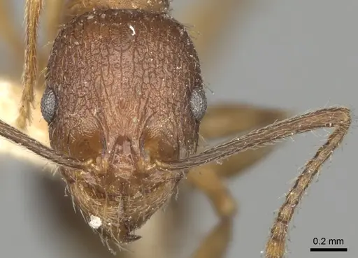 Aphaenogaster strioloides specimen
