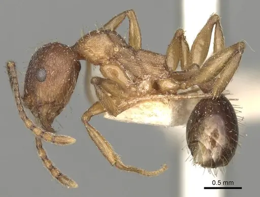 Aphaenogaster strioloides specimen
