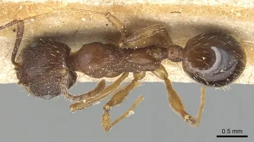 Aphaenogaster strioloides - CASENT0904174