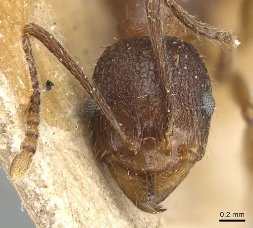 Aphaenogaster strioloides - CASENT0904174