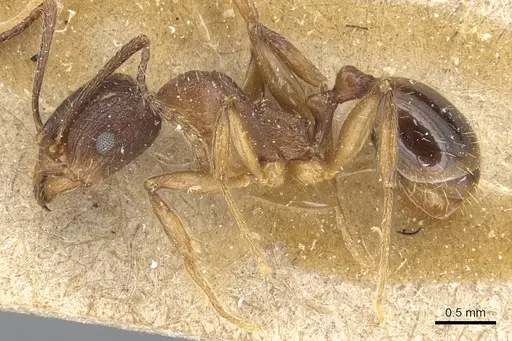 Aphaenogaster strioloides - CASENT0904174