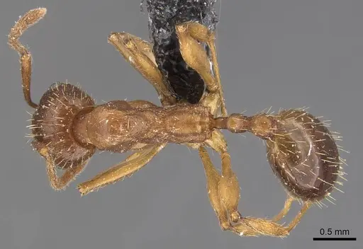 Aphaenogaster strioloides - CASENT0907685