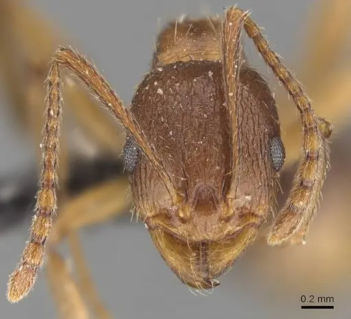 Aphaenogaster strioloides - CASENT0907685