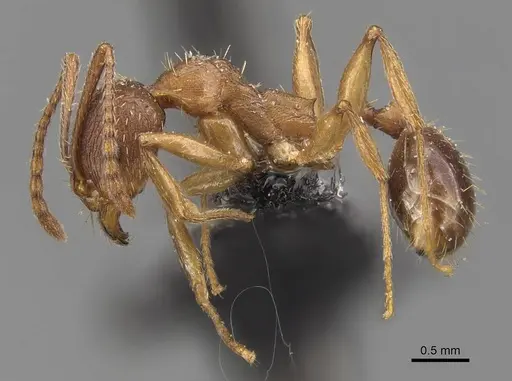 Aphaenogaster strioloides - CASENT0907685