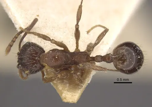 Aphaenogaster strioloides - CASENT0917750