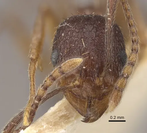 Aphaenogaster strioloides - CASENT0917750