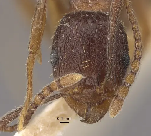 Aphaenogaster strioloides - CASENT0917750