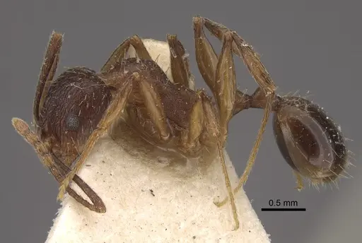Aphaenogaster strioloides - CASENT0917750
