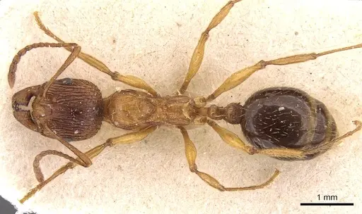 Aphaenogaster subcostata specimen