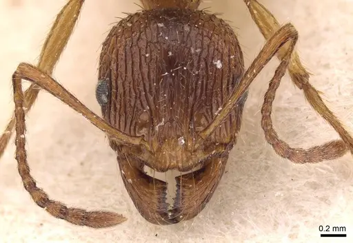 Aphaenogaster subcostata specimen