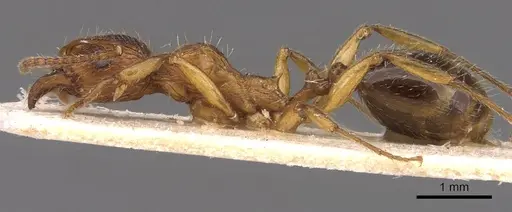 Aphaenogaster subcostata specimen