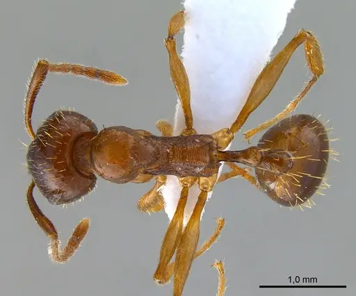 Aphaenogaster subterranea specimen