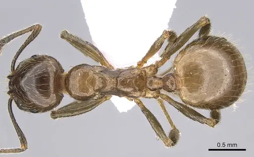 Aphaenogaster subterraneoides specimen