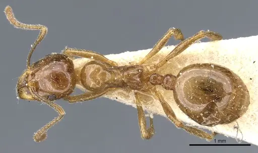Aphaenogaster subterraneoides - CASENT0904155