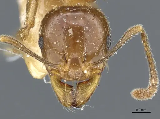 Aphaenogaster subterraneoides - CASENT0904155