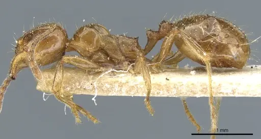 Aphaenogaster subterraneoides - CASENT0904155