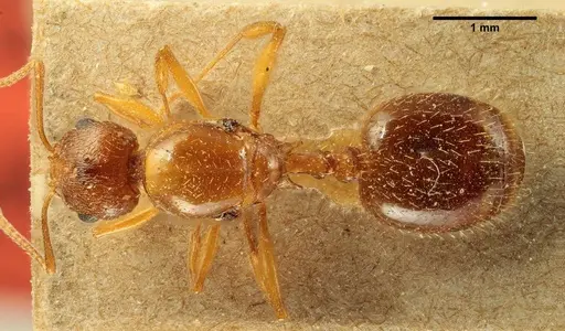 Aphaenogaster subterraneosplendida specimen