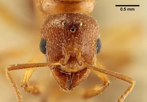 Aphaenogaster subterraneosplendida specimen