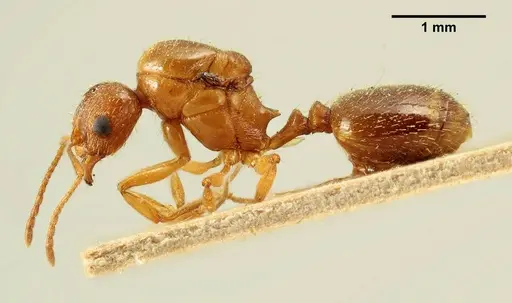 Aphaenogaster subterraneosplendida specimen
