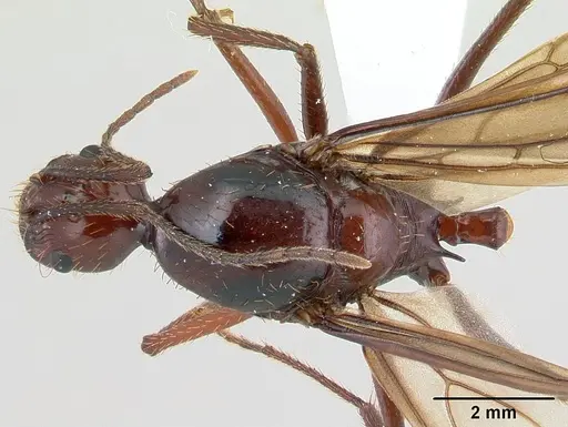Aphaenogaster swammerdami specimen