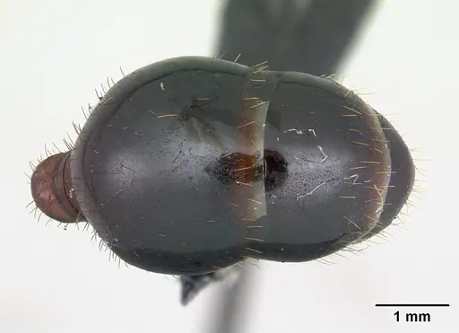 Aphaenogaster swammerdami specimen