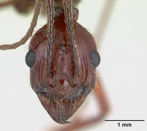 Aphaenogaster swammerdami specimen