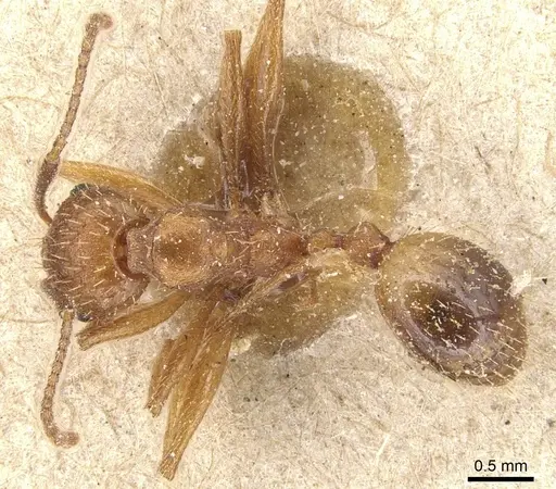 Aphaenogaster syriaca specimen