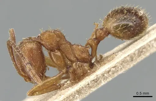 Aphaenogaster syriaca specimen