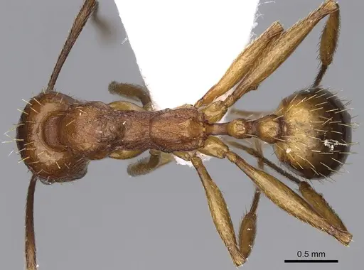 Aphaenogaster syriaca - CASENT0914229