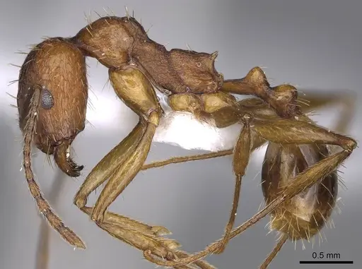 Aphaenogaster syriaca - CASENT0914229