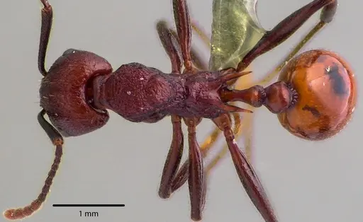 Aphaenogaster tennesseensis specimen