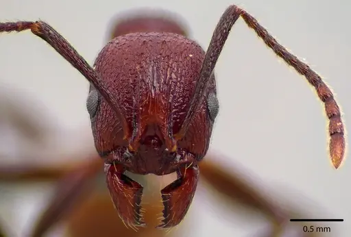 Aphaenogaster tennesseensis specimen