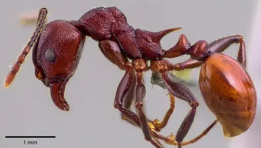 Aphaenogaster tennesseensis specimen