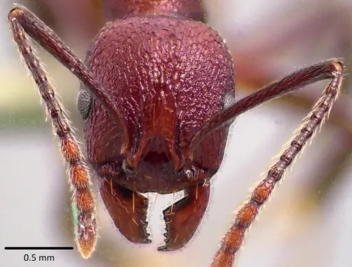 Aphaenogaster tennesseensis - ANTWEB1041744