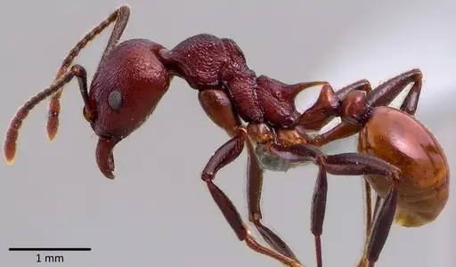 Aphaenogaster tennesseensis - ANTWEB1041744