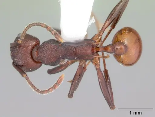 Aphaenogaster tennesseensis - CASENT0103600