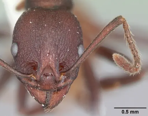 Aphaenogaster tennesseensis - CASENT0103600