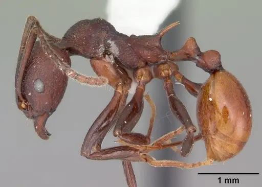 Aphaenogaster tennesseensis - CASENT0103600