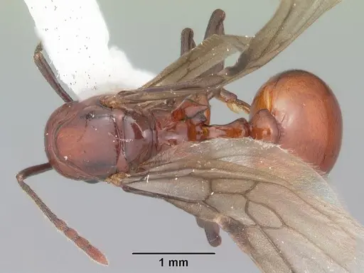 Aphaenogaster tennesseensis - CASENT0103602
