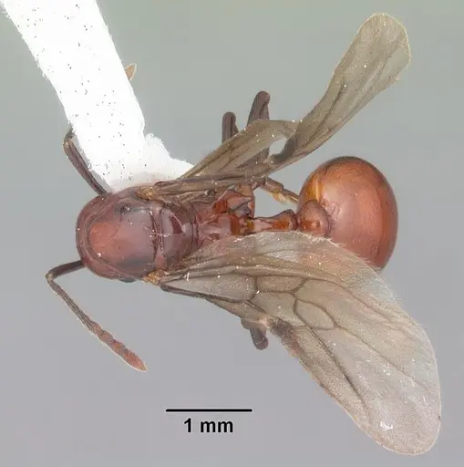 Aphaenogaster tennesseensis - CASENT0103602