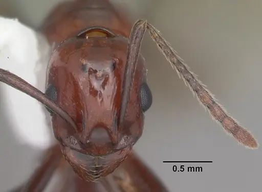 Aphaenogaster tennesseensis - CASENT0103602