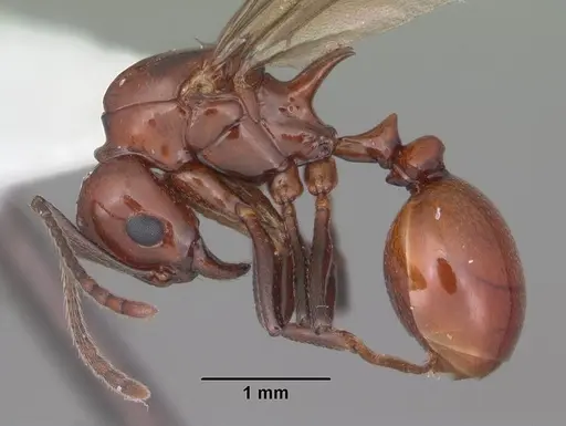 Aphaenogaster tennesseensis - CASENT0103602