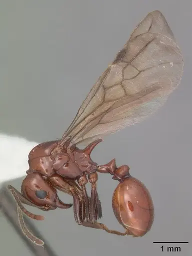Aphaenogaster tennesseensis - CASENT0103602