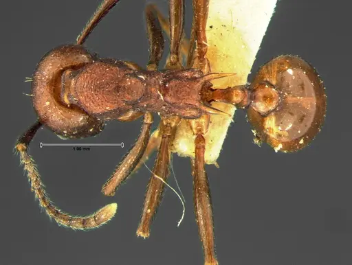 Aphaenogaster tennesseensis - CASENT0105672