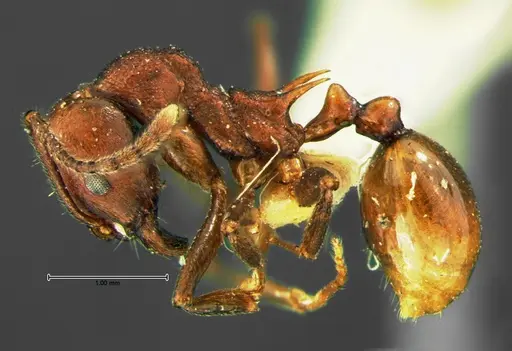 Aphaenogaster tennesseensis - CASENT0105672