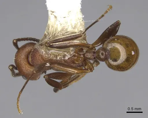 Aphaenogaster tennesseensis - CASENT0914479