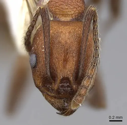 Aphaenogaster tennesseensis - CASENT0914479